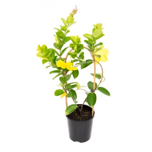 Mandevilla Yellow Plant